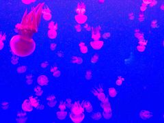 -多彩贵州城极地海洋世界