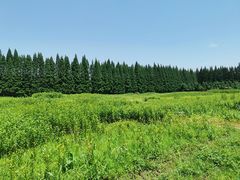 -金岛生态园烧烤露营地
