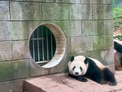 -中国大熊猫保护研究中心雅安碧峰峡基地