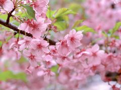 -上海辰山植物园