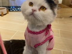 -momokira米努特·德文卷毛猫·棉花面纱犬