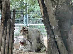-北京野生动物园