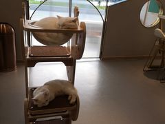 靠窗位-飞行喵MR PILOT|猫舍·猫咖(静安大融城店)