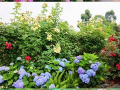 -都江堰玫瑰花溪谷