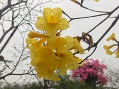-天适樱花悠乐园