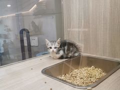 -飞行喵MR PILOT|猫舍·猫咖(静安大融城店)