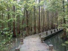 -桤木河湿地公园