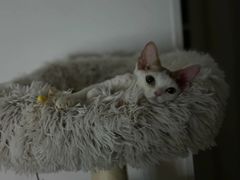 -山宅一喵德文卷毛猫舍