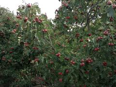 -万源龙顺度假庄园生态观光园