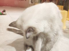 -猫街饭团(顶澳仔猫街店)
