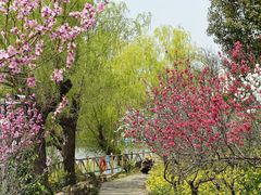 -南汇桃花村