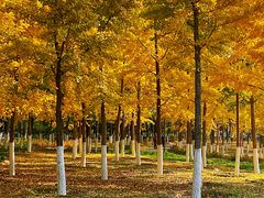 -大兴滨河森林公园