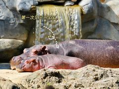 -广州长隆野生动物世界