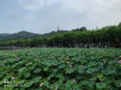 -杭州君悦酒店