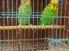 -保纳大酒店(大圩村店)