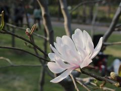 -上海滨江森林公园