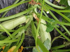 -甜心庄园·甜心草莓采摘园(西青中北店)