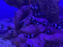 -海合安武汉极地海洋公园