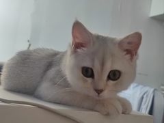 -天使宠物医院·犬猫分诊(彩虹店)