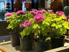 -杏花村水席楼·洛阳水席(老城十字街店)