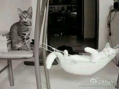 -食尚名肴自助涮烤