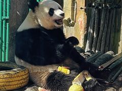 -大连森林动物园