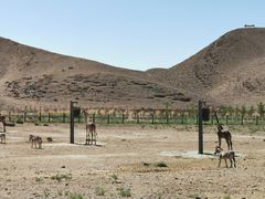 -新疆天山野生动物园