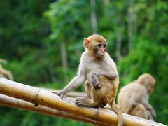 -西双版纳原始森林公园