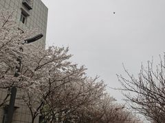 -放鹰台遗址