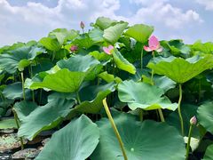 -荷塘月色湿地公园·向阳花洲