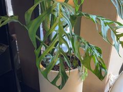 -棕榈岛海鲜自助餐厅(虹桥迎宾馆店)