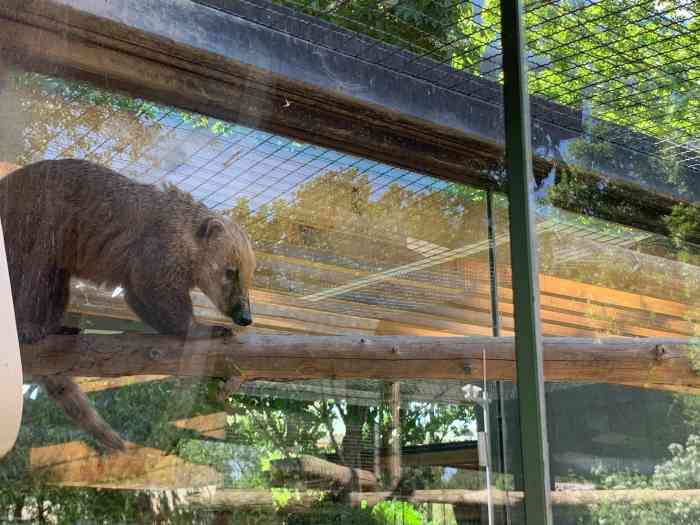 北京动物园-"小水獭是最吸引我的明星小动物 尤其是夏天.