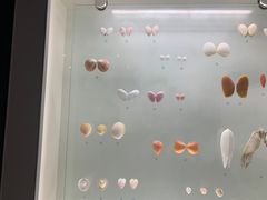 -青岛贝壳博物馆