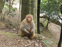 -黔灵山公园
