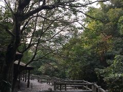 -天门沟九州驿站树上汤泉