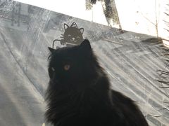 -猫小院猫主题咖啡厅(北锣店)