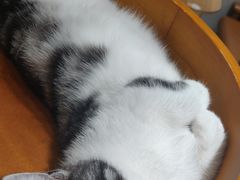 -藏猫猫咖啡主题馆(中央大道店)