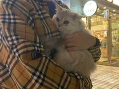 -钦宠·猫咪售卖·洗护·寄养(东圃旗舰店)