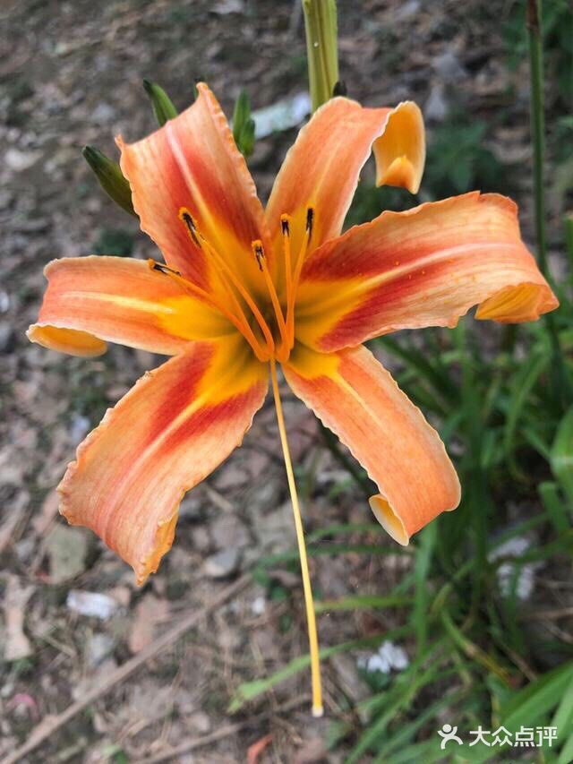 一定焯水后再进行烹饪，下面我就来讲一下是哪3种蔬菜吧！