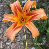 一定焯水后再进行烹饪，下面我就来讲一下是哪3种蔬菜吧！