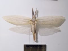 -上海昆虫博物馆