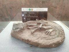 -西峡恐龙遗迹园