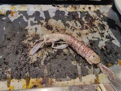 -苏格里岛自助海鲜烤肉(青秀万达店)