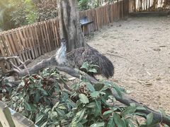 -广州长隆飞鸟乐园