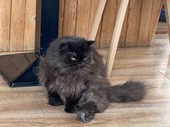 -猫的茶·猫咖
