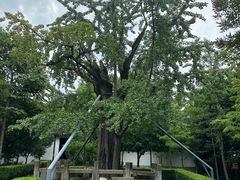 -上海佘山国家森林公园天马山园