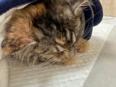 -北京观赏动物医院·24小时大型综合·猫专科·异宠专科