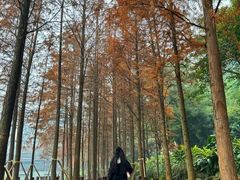 -重庆彩云湖湿地公园