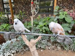 -南宫五洲植物乐园