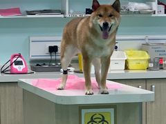 -北京观赏动物医院·24小时大型综合·猫专科·异宠专科